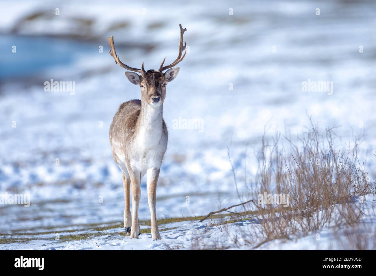Fallow deer stag Dama Dama foraging in Winter forest snow and ice, selective focus is used. Stock Photo