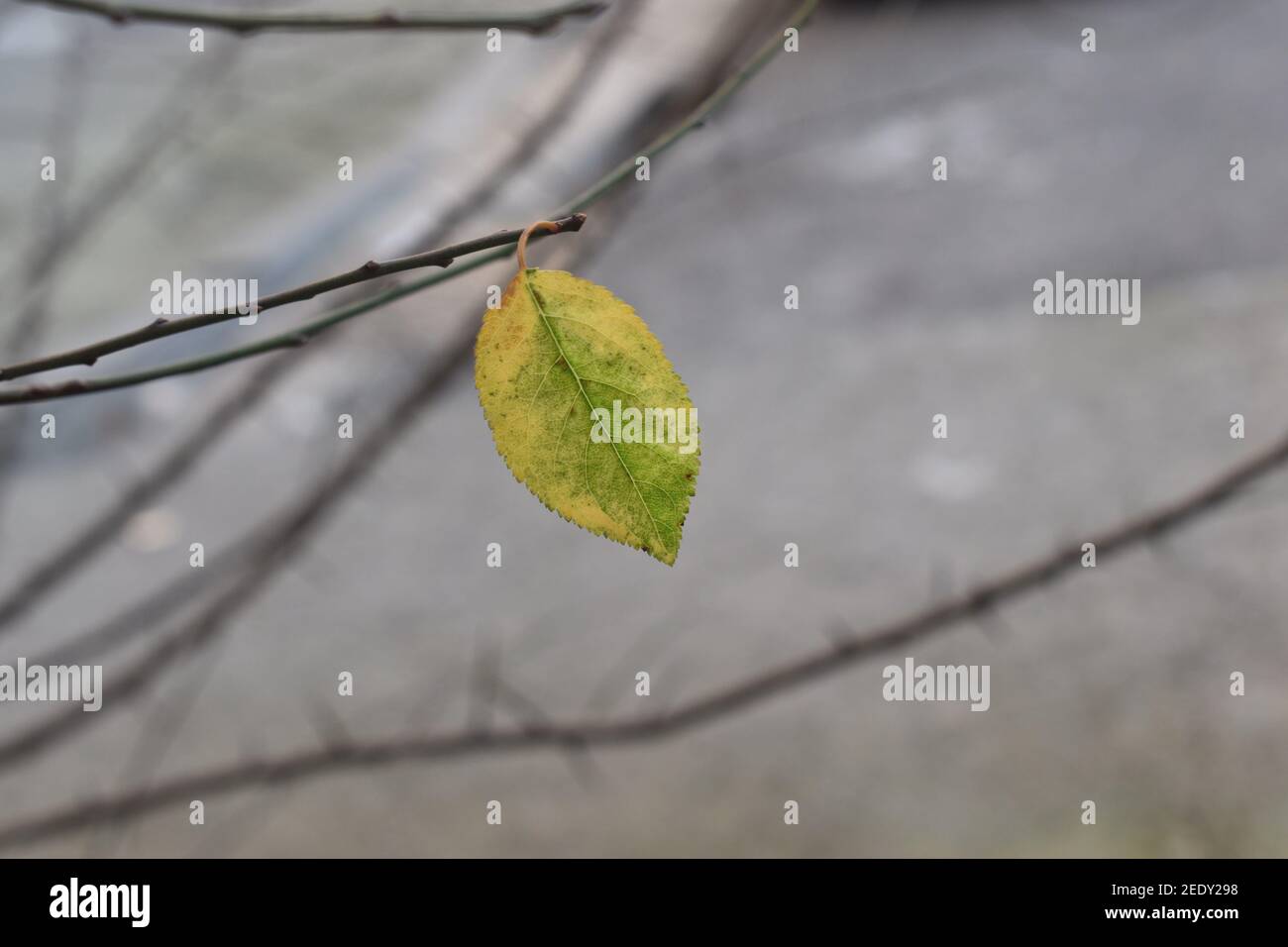 Single green yellow leaf amongst gray background and thin branches. Stock Photo