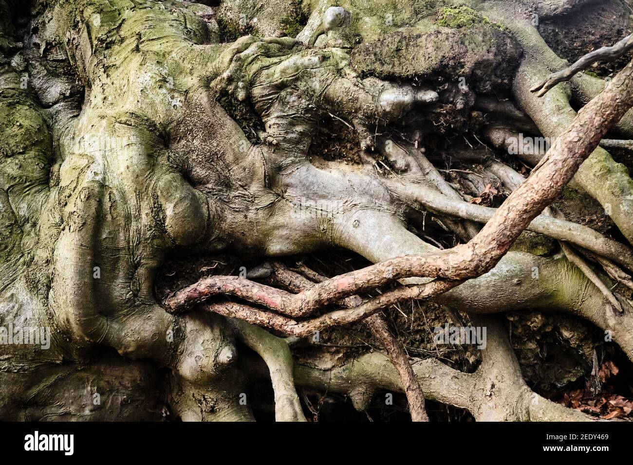 Closeup shot old tree hi-res stock photography and images - Alamy