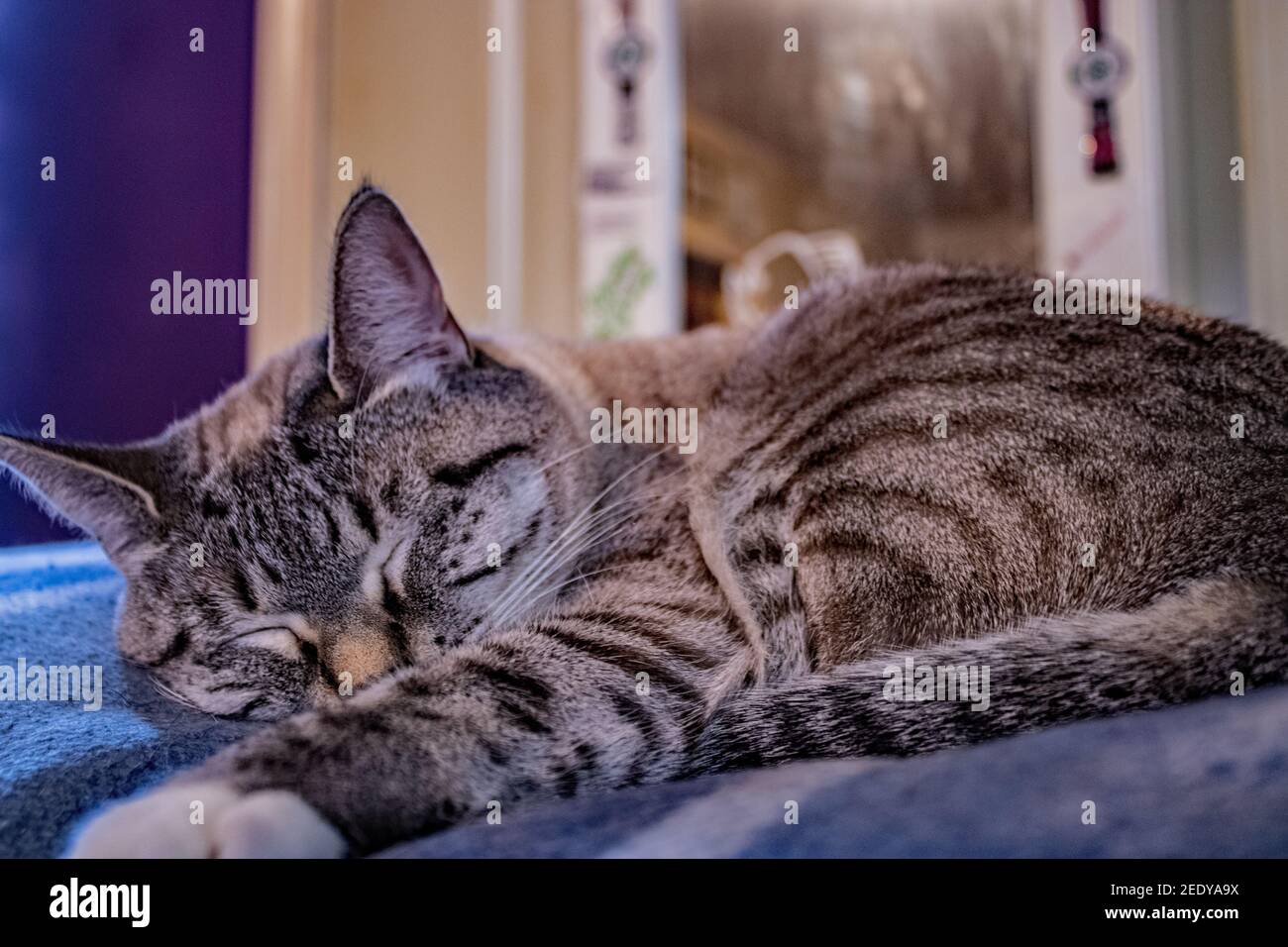 Dreaming kitty Aberdeen O'Della Stock Photo