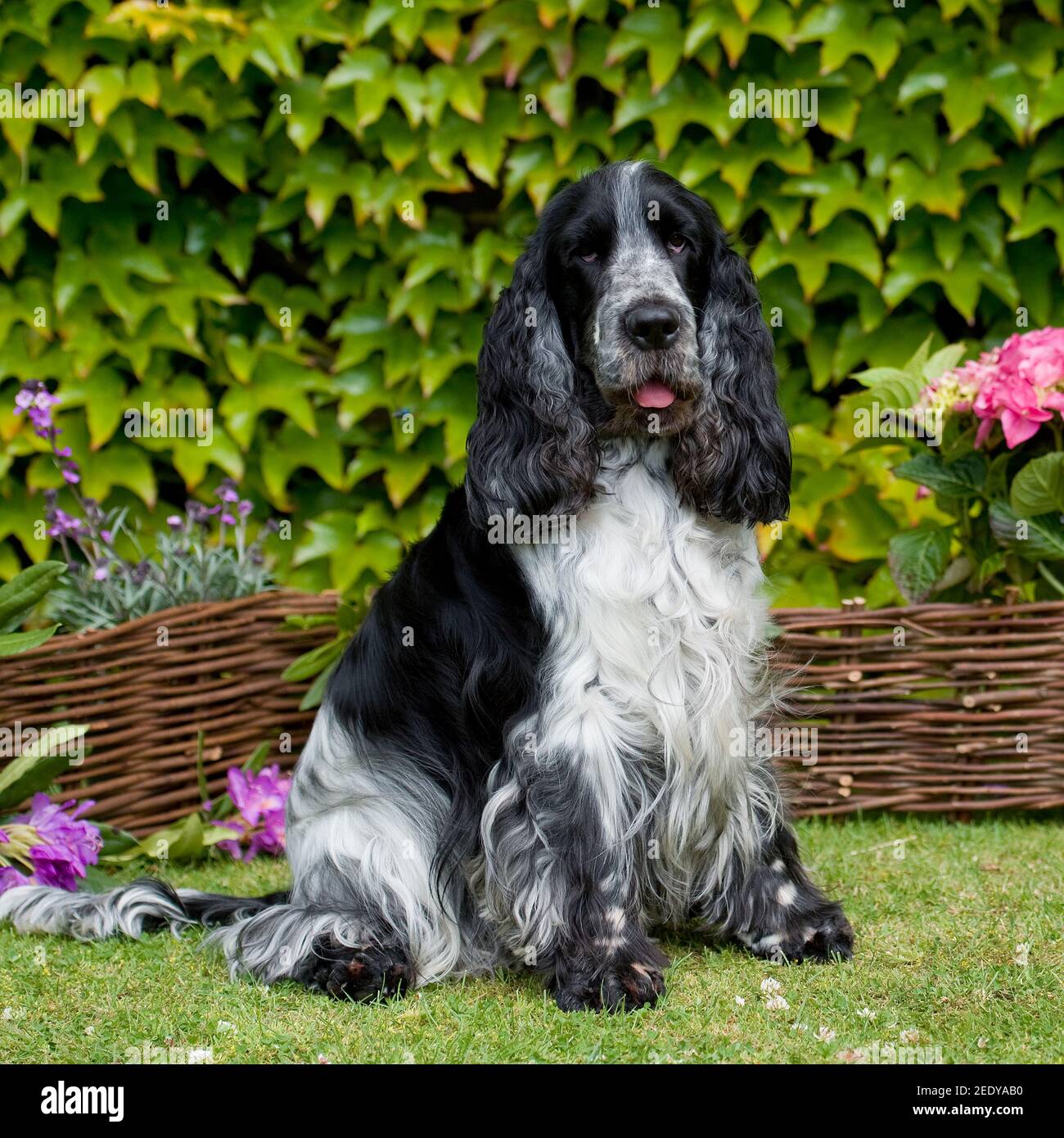 Undocked cocker spaniel hires stock photography and images Alamy