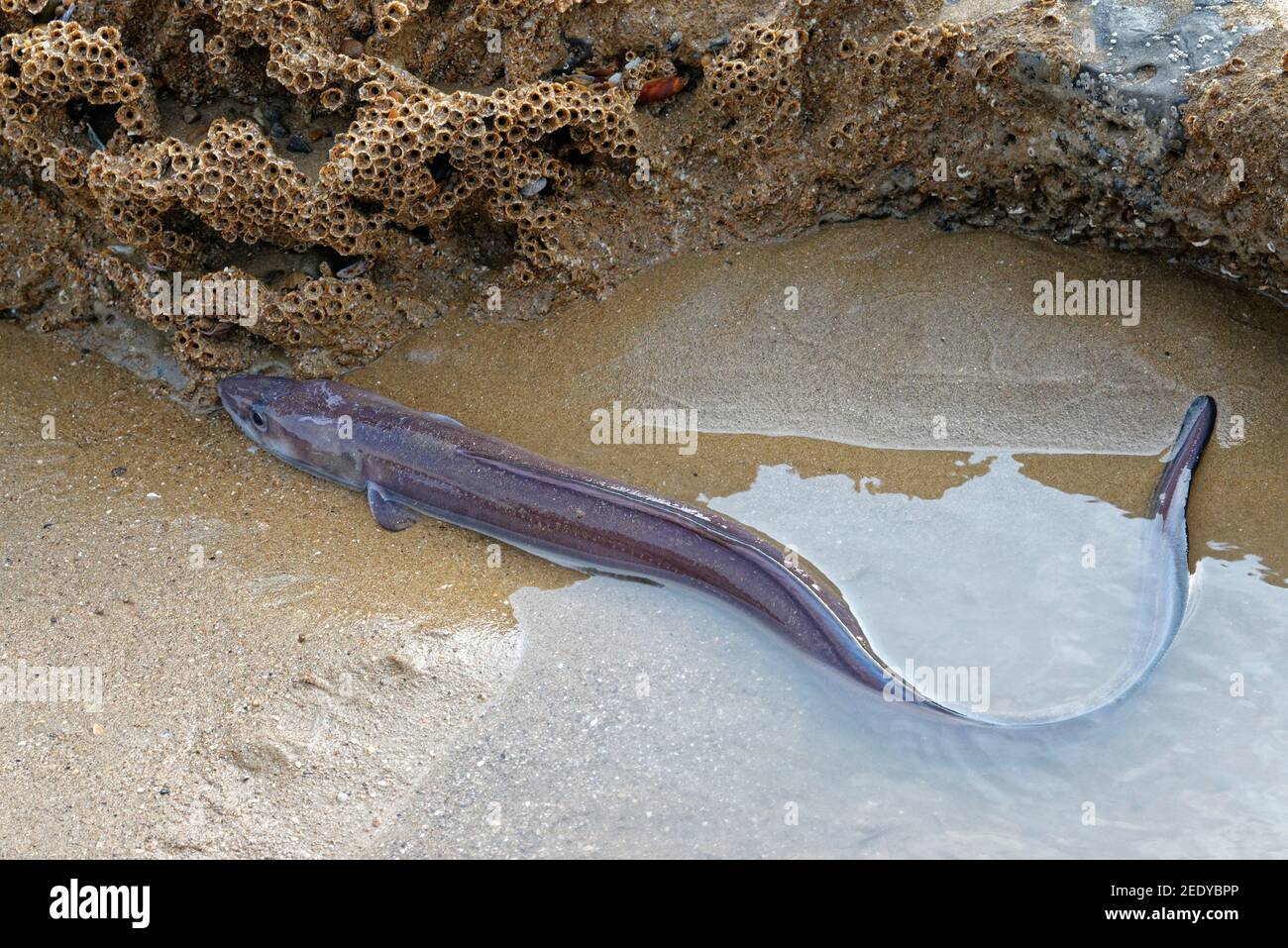 European eel (Anguilla anguilla) migratory adult “silver eel” trapped in a tide pool on a sandy beach on a very low tide, Dunraven bay, Wales. Stock Photo