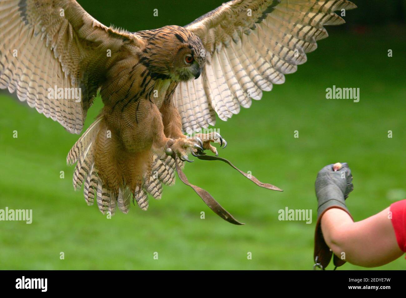 flying owl approaching the falconer Stock Photo