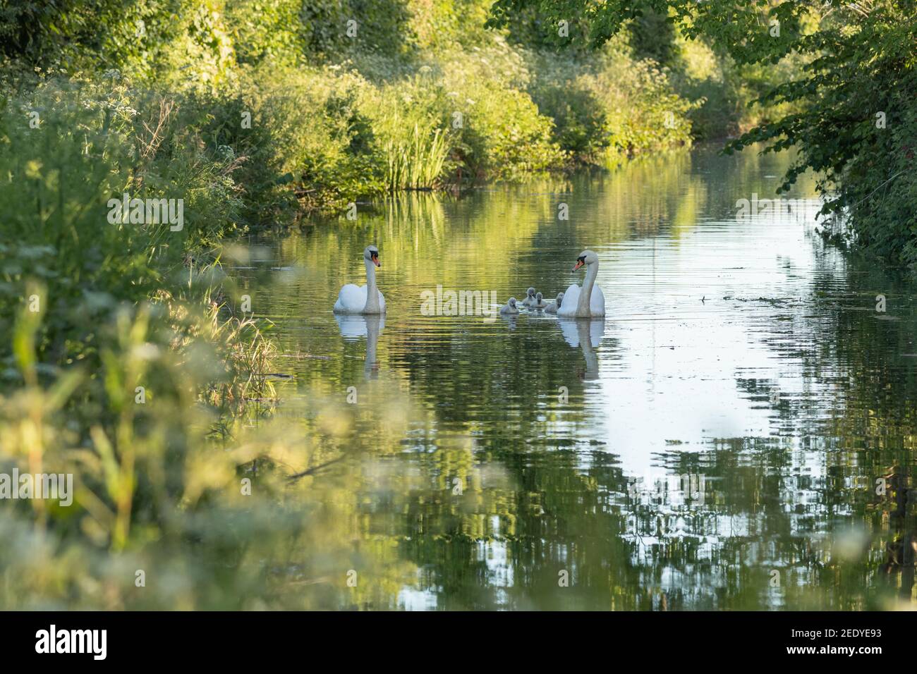 A family of mute swans (cygnus olor) and cygnets making the journey along the Montgomery Canal towards Welshpool in Mid Wales on a sunny spring day. Stock Photo
