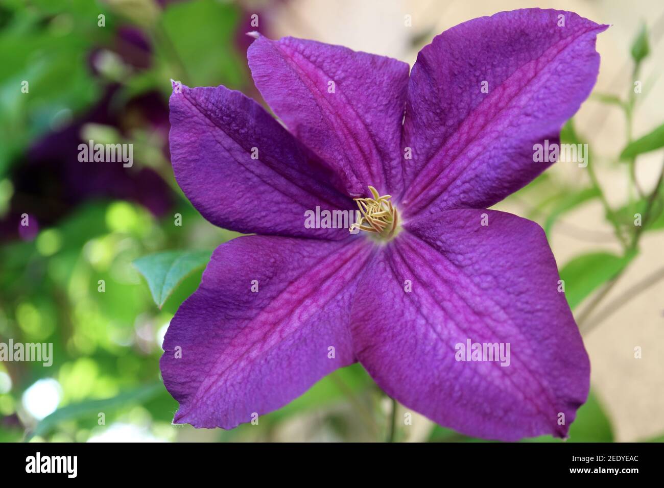 Purple Clematis with green leaves in the garden, clematis flower head macro , Beauty in nature, floral photo, macro photography, stock image Stock Photo