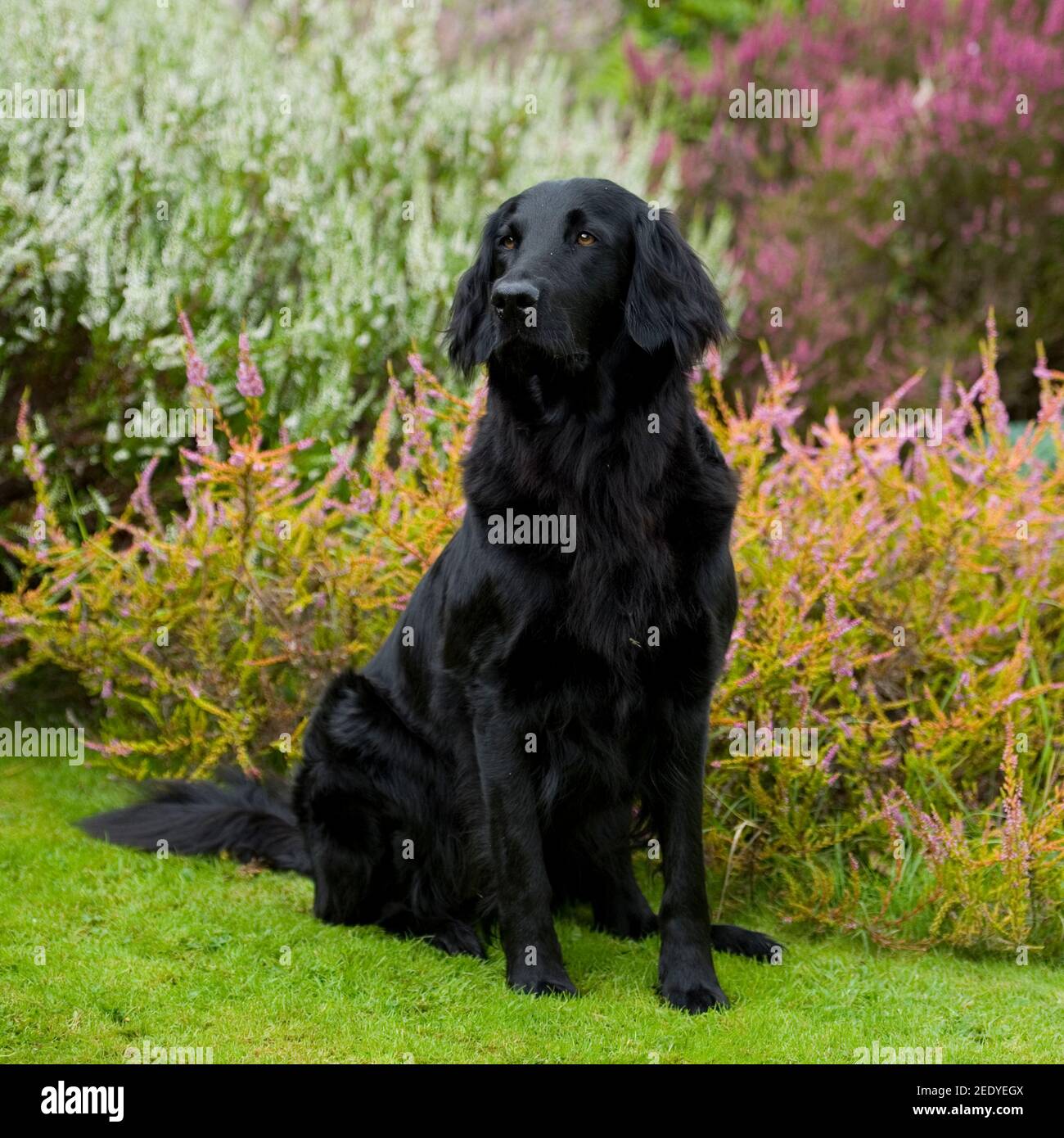 flat coat dog