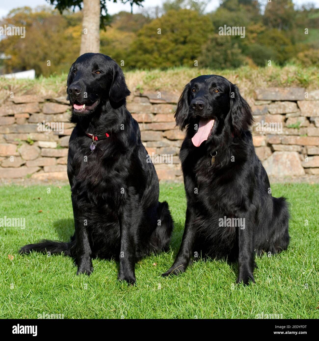 Flat coated retriever dog Stock Photo