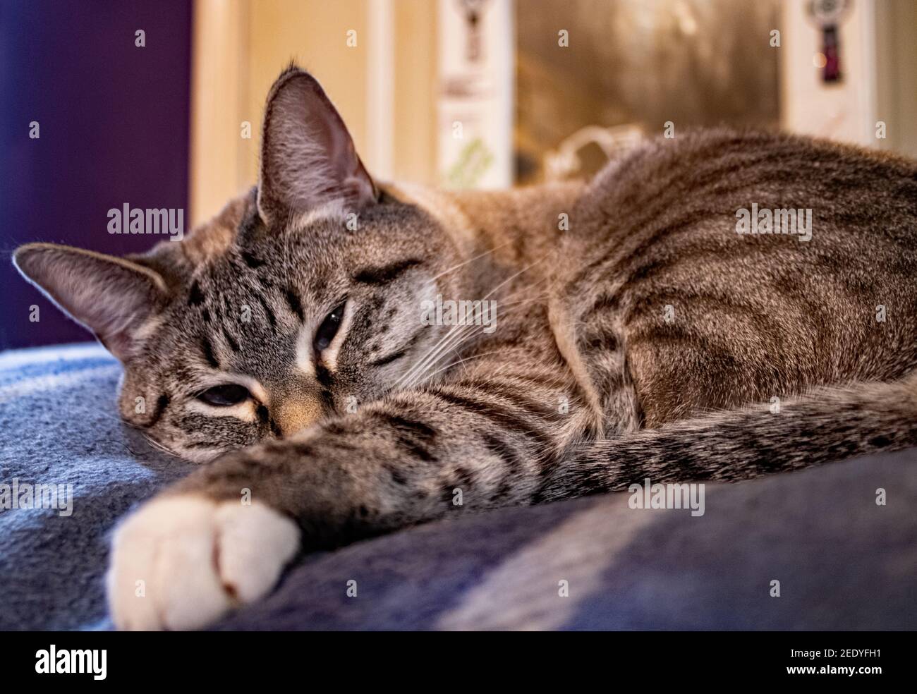 Resting Kitty peaks at camera Stock Photo