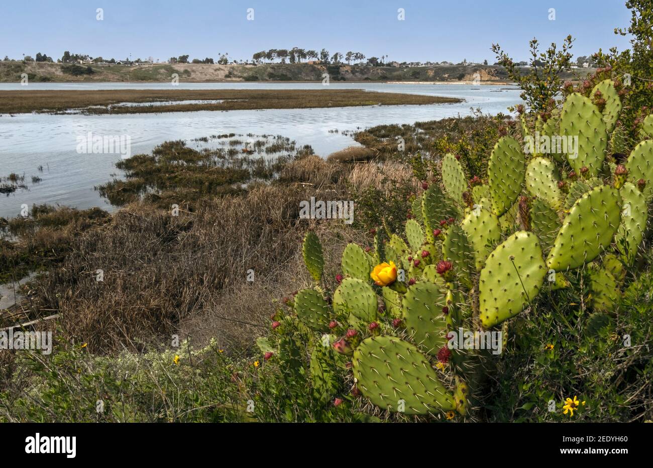 Newport Beach upper back bay ecological reserve in California Stock Photo