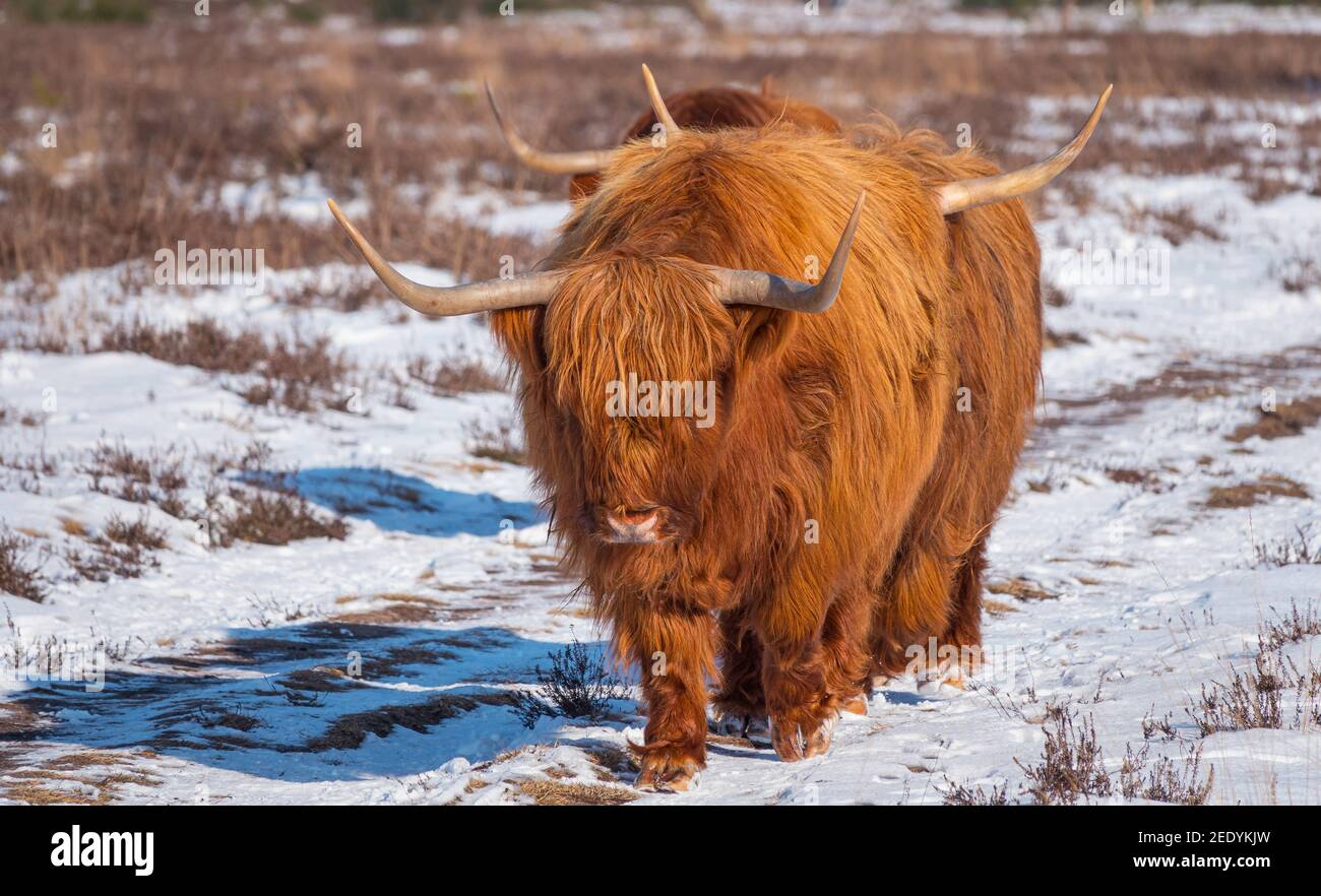impressive scottish highlanders with big horns walk in the snow facing the camera Stock Photo