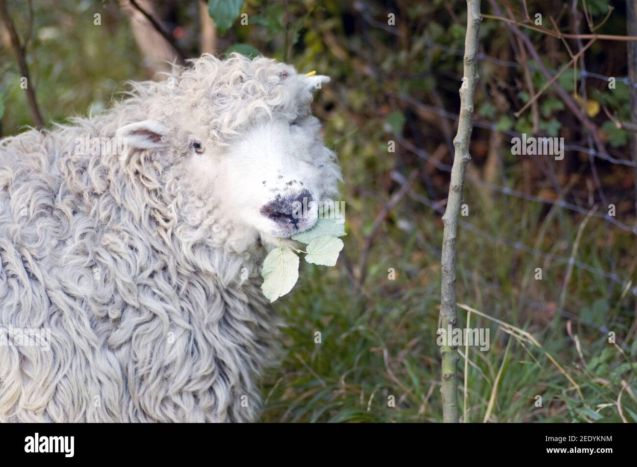 A cute greyface Dartmoor Sheep gazes at the viewer while munching some leaves. Stock Photo