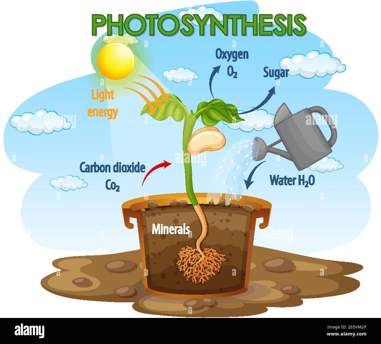 Diagram showing process of photosynthesis in plant illustration Stock