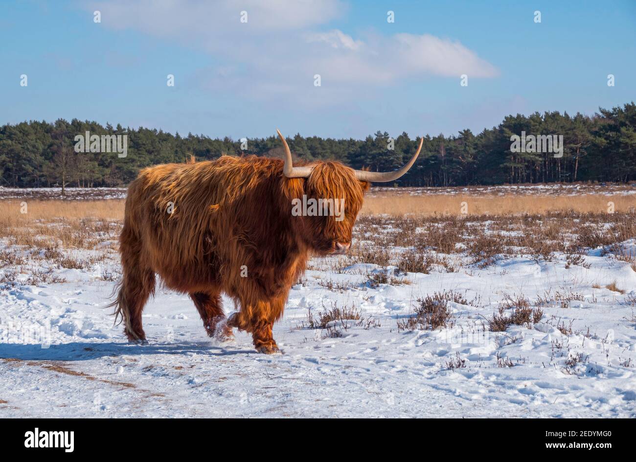 impressive scottish highlander with big horns walk in the snow facing the camera Stock Photo