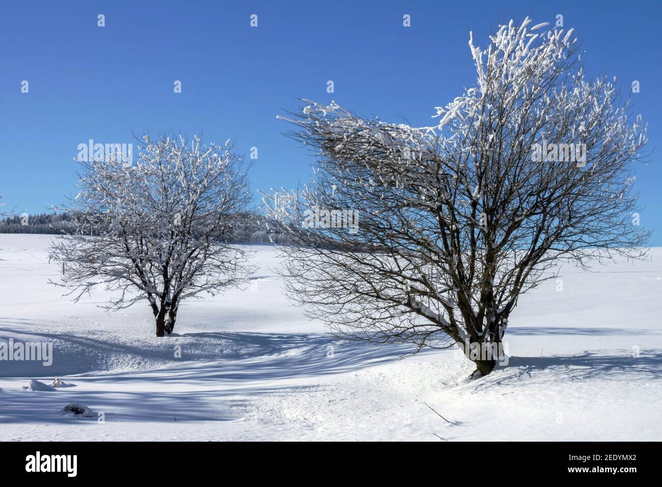 Hoar frost on shrubs in snow-covered countryside in winter sunny day scene Stock Photo