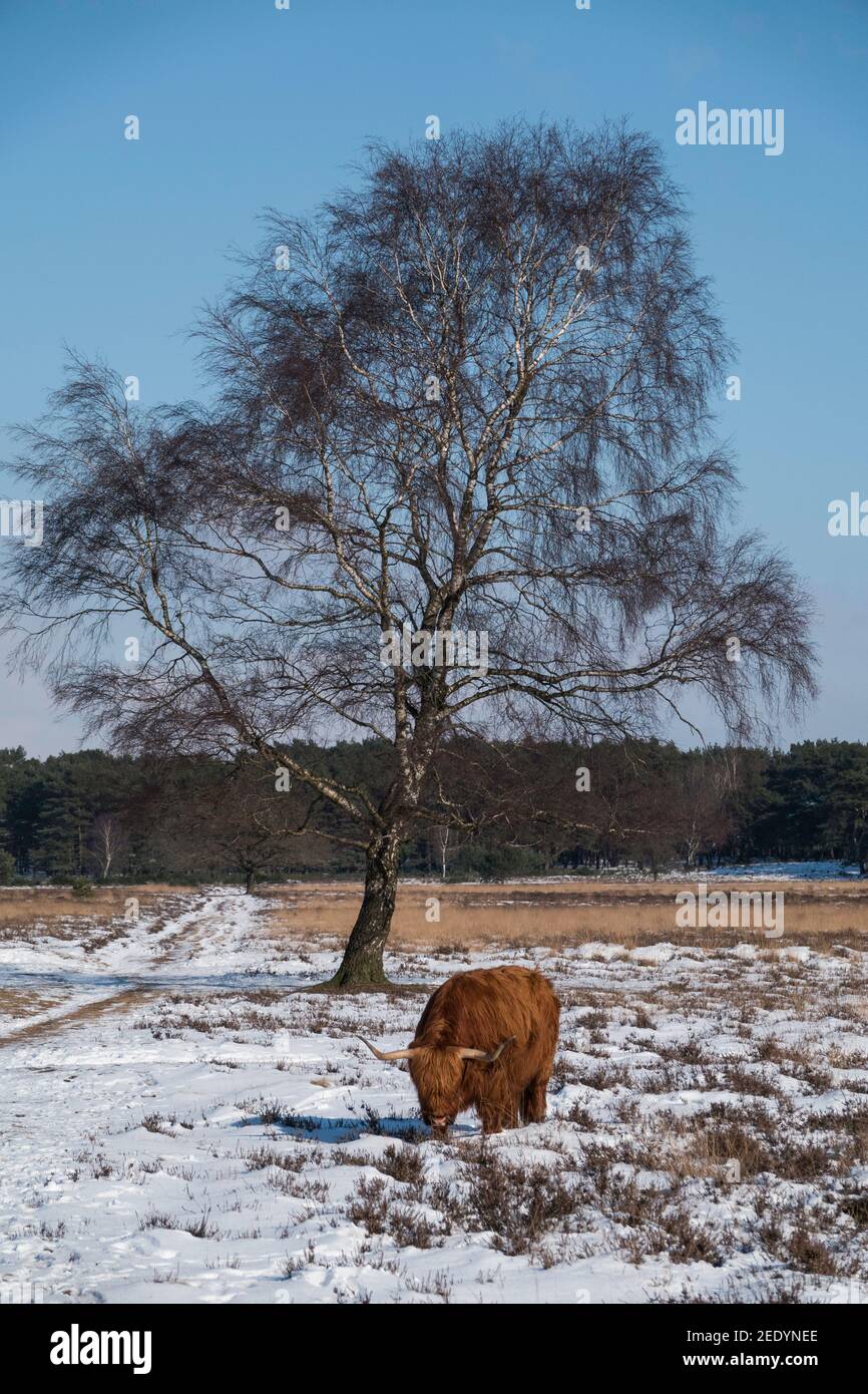 impressive scottish highlander with big horns walk in the snow facing the camera Stock Photo