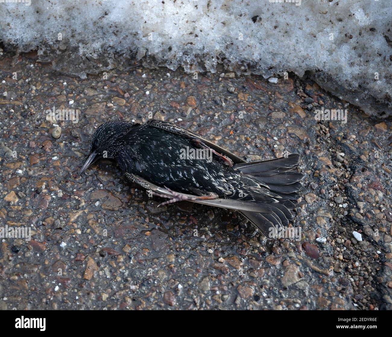 Black starling, Sturnus unicolor dead from the intense cold Stock Photo