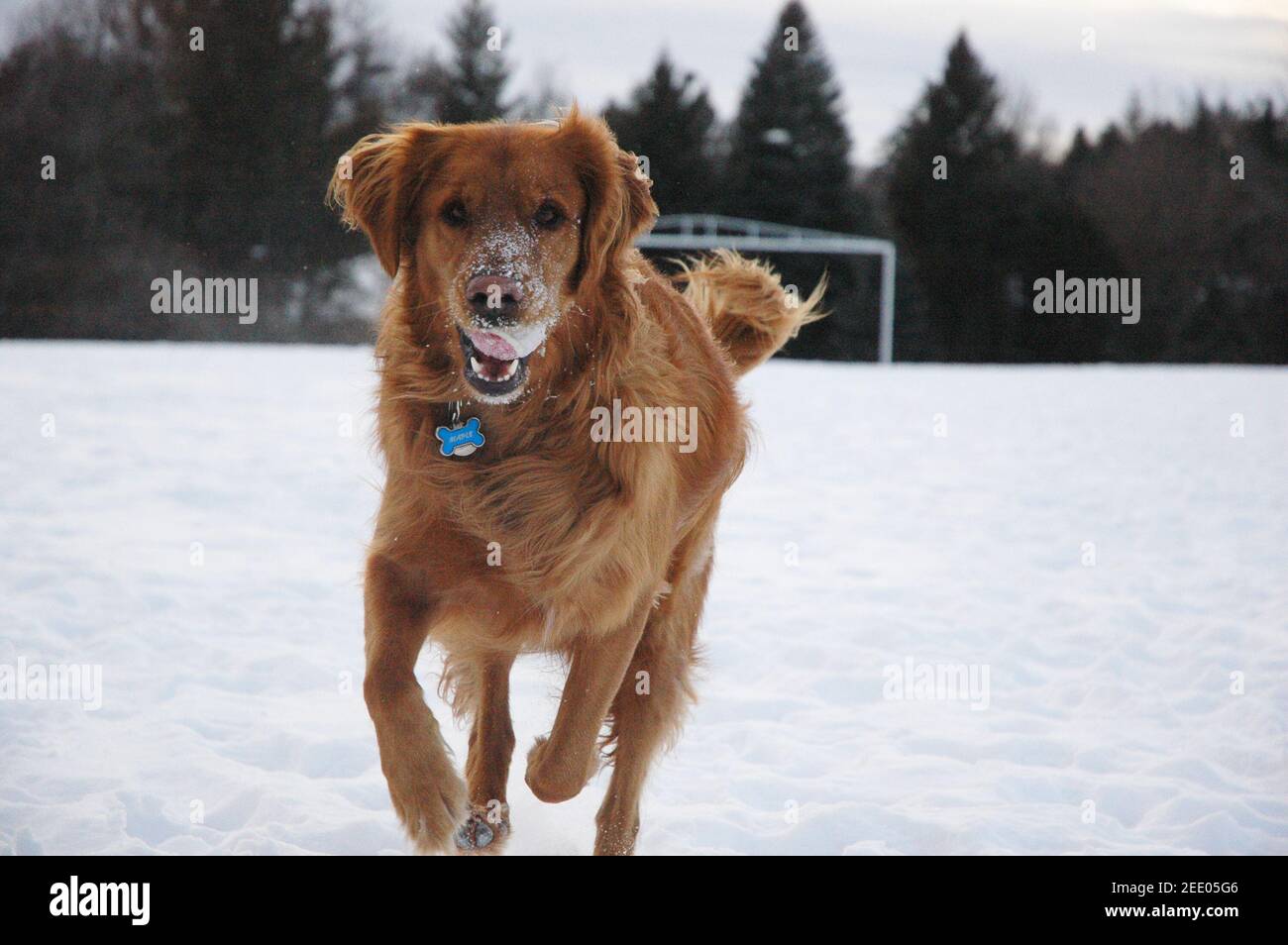 Golden retriever running Stock Photo