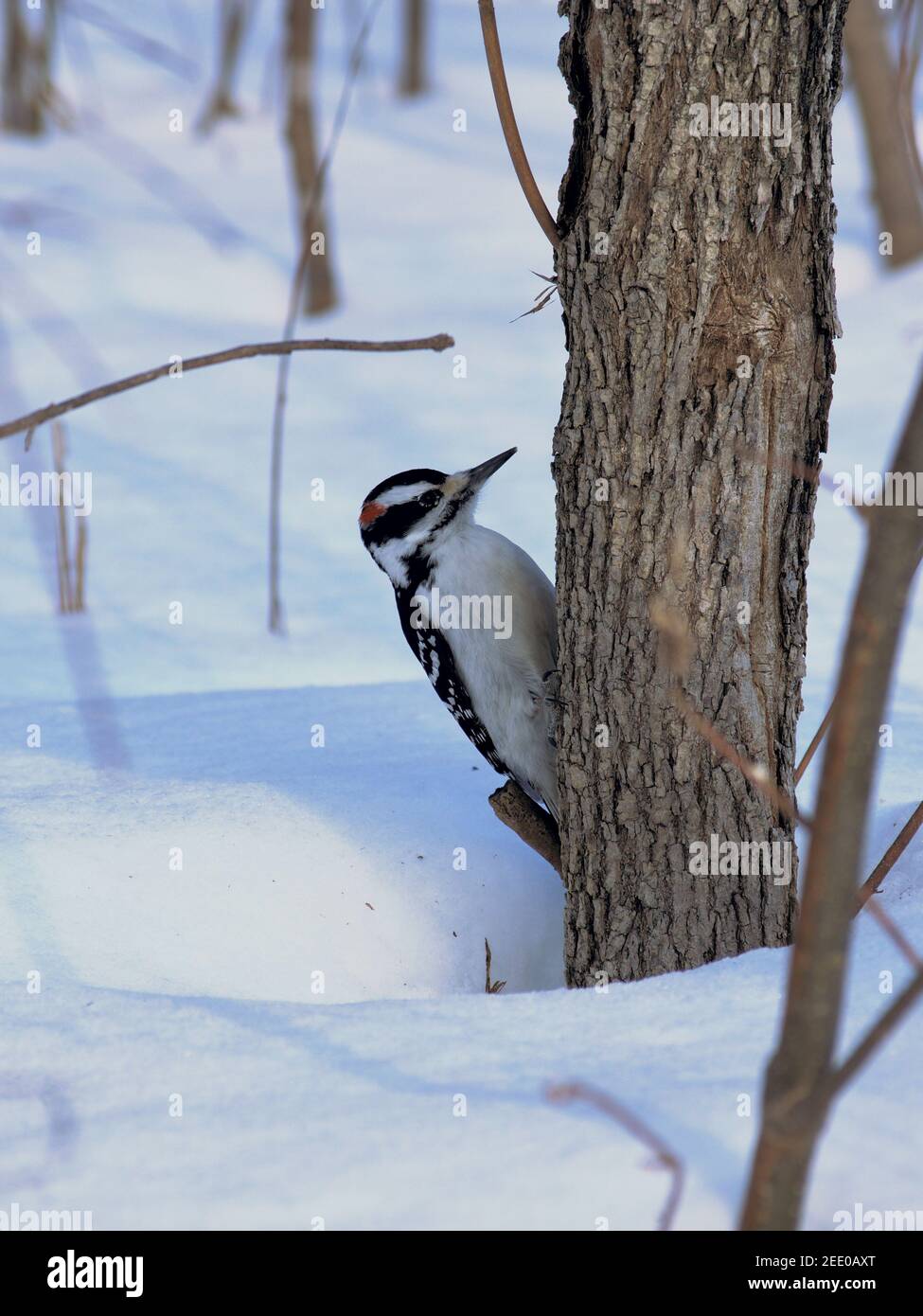 Male downy woodpecker (Dryobates pubescens) sitting low on a small tree, just above the snow. Ottawa, Ontario, Canada. Stock Photo