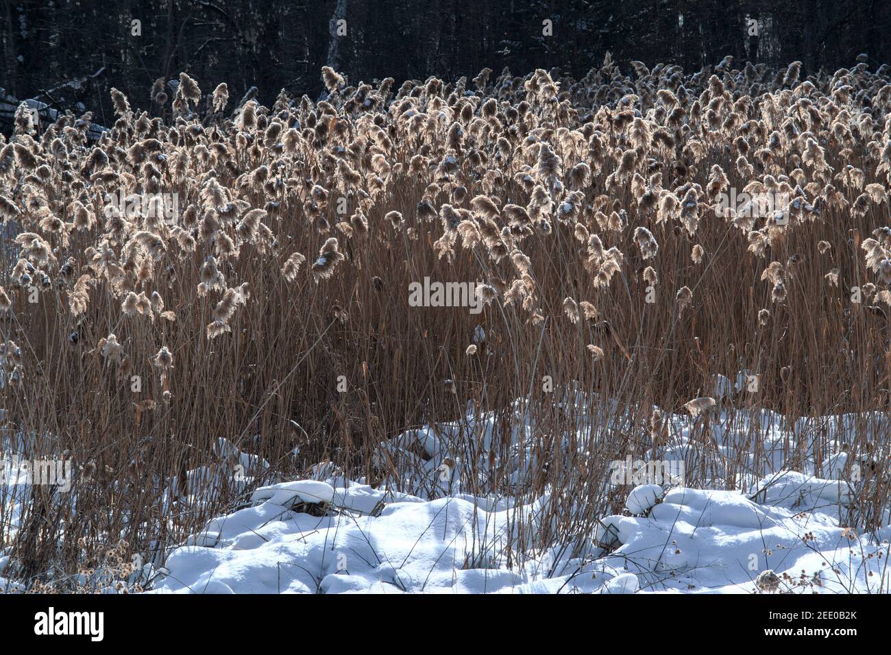Winter grasses (Phragmites australis) in a snowy field are lit up by the late afternoon sun. Ottawa, Ontario, Canad Stock Photo