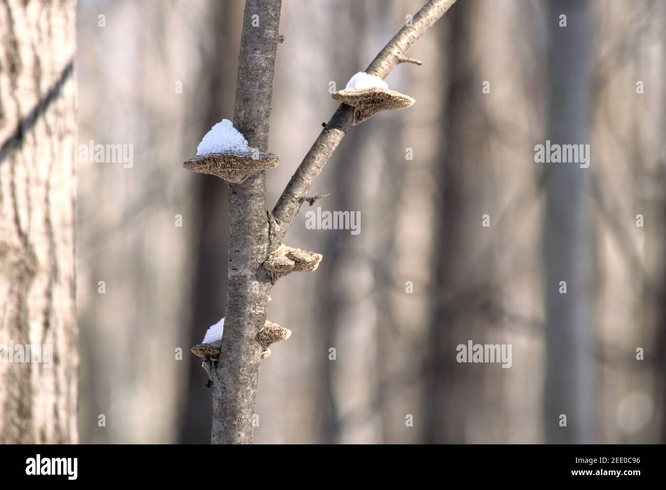 Little snow mounds on top of some rather old bracket fungus clinging to a small tree trunk in winter. Ottawa, Ontario, Canada. Stock Photo
