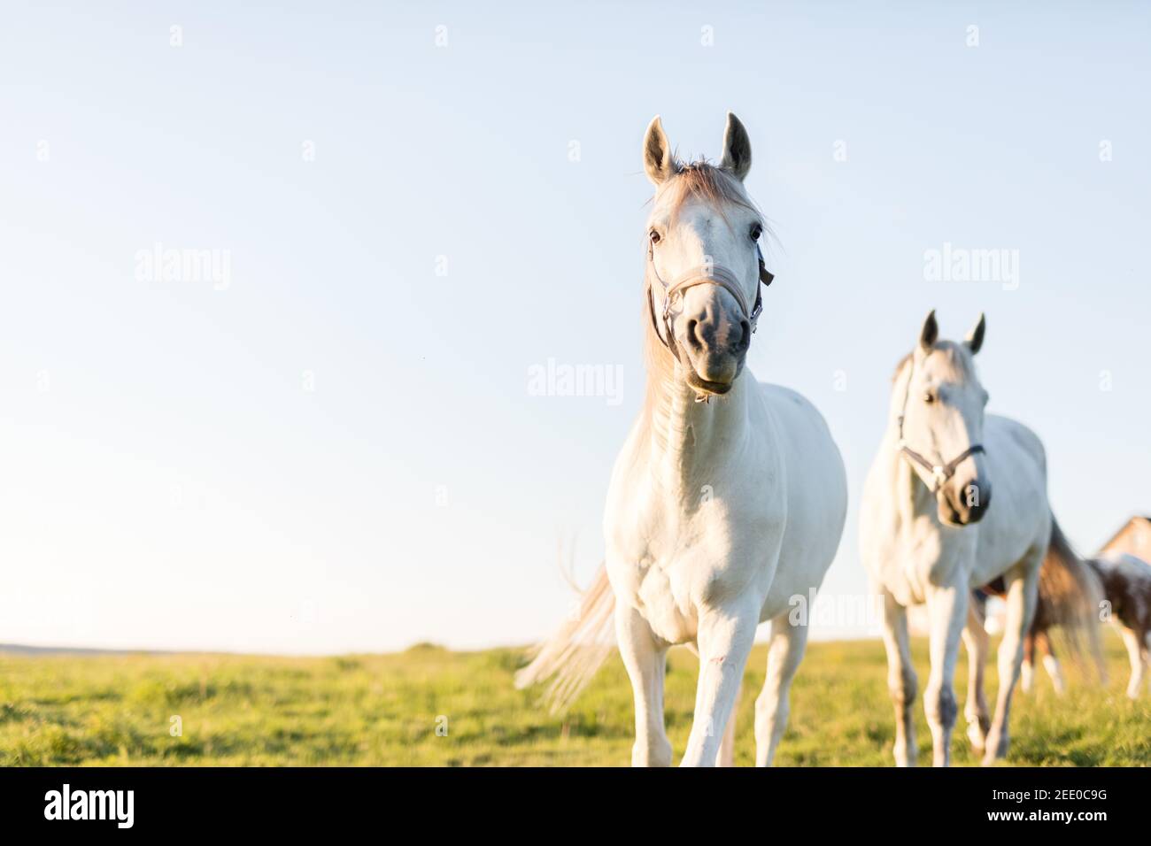 Two white horses trotting ahead on the green grass field. Animals and nature. Sunset. Stock Photo