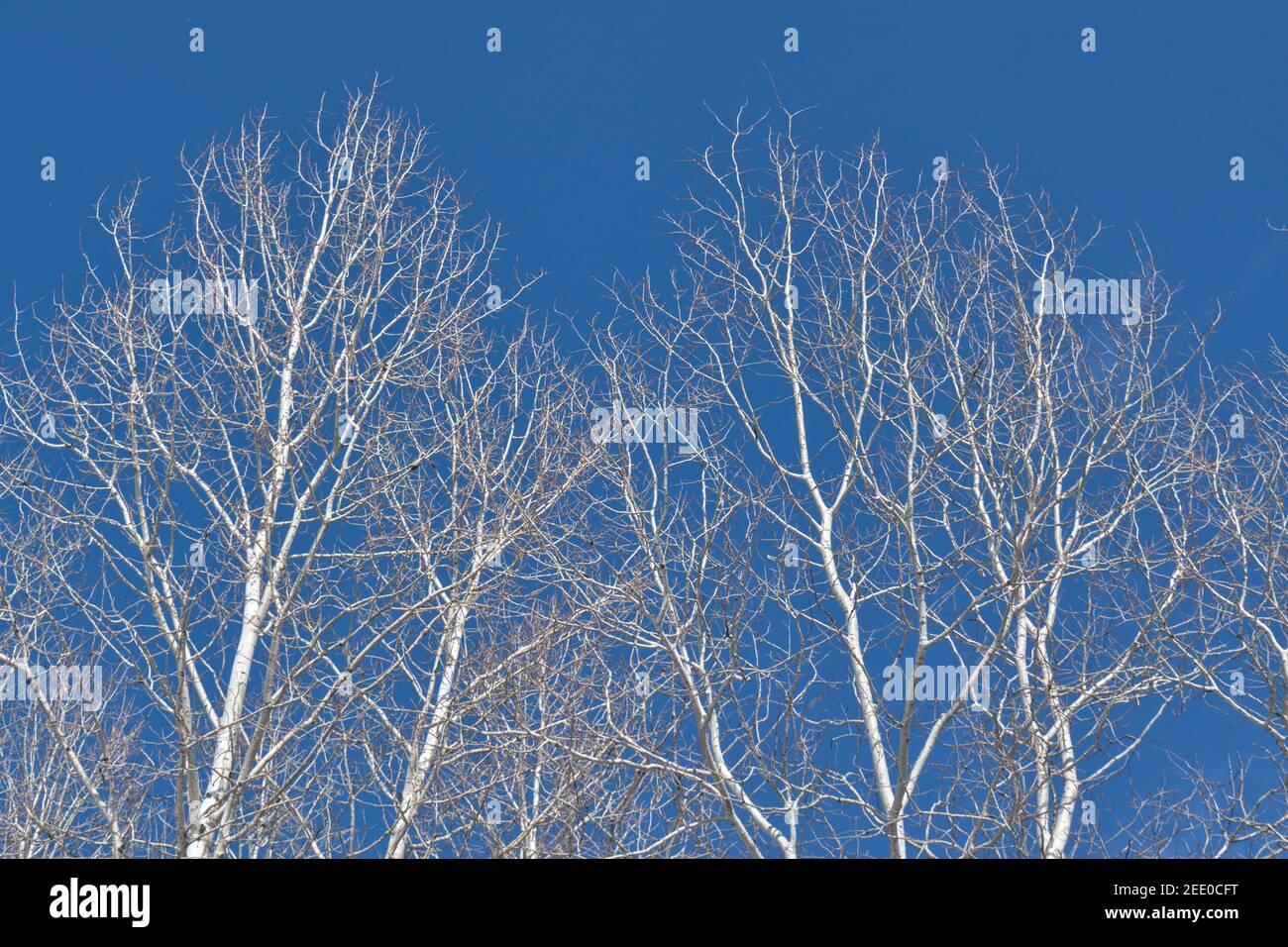 Bone white, leafless birch branches reach up into a clear blue winter sky in Ottawa, Ontario, Canada. Stock Photo