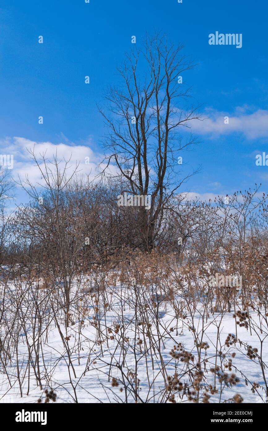 Gorgeous snowy winter landscape under a brilliant blue sky on a mildish winter's day on a hiking trail just outside of Ottawa, Ontario, Canada. Stock Photo