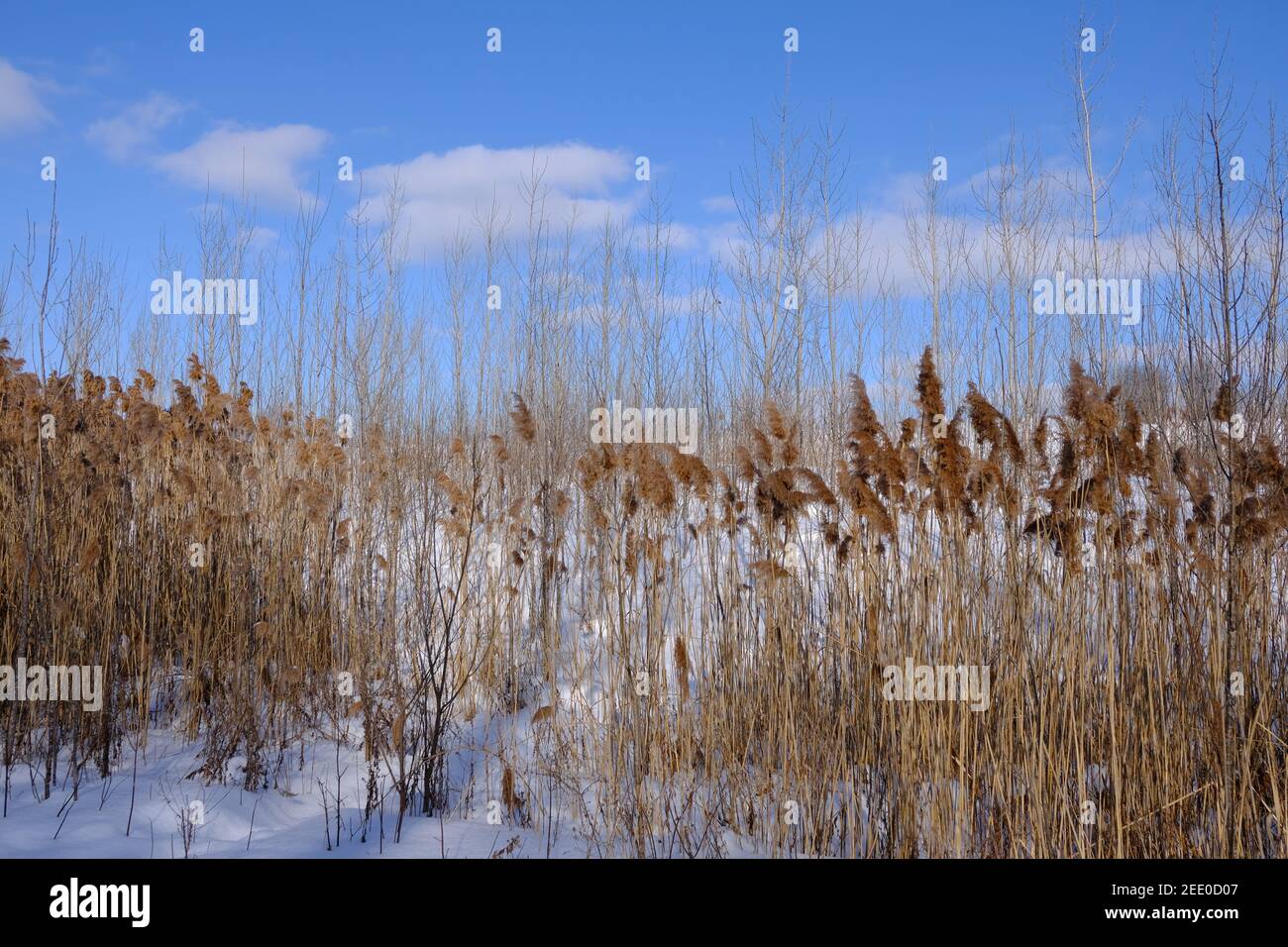 Tall, dried winter grasses (Phragmites australis) and young tree saplings on a snowy slope against a brilliant blue winter sky. Ottawa, Ontario, Canad. Stock Photo