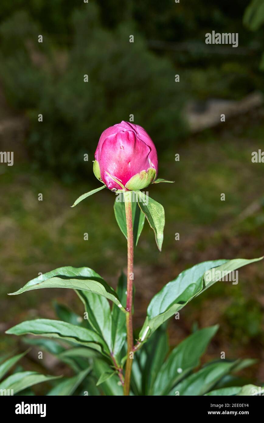 Paeonia officinalis purple inflorescence Stock Photo