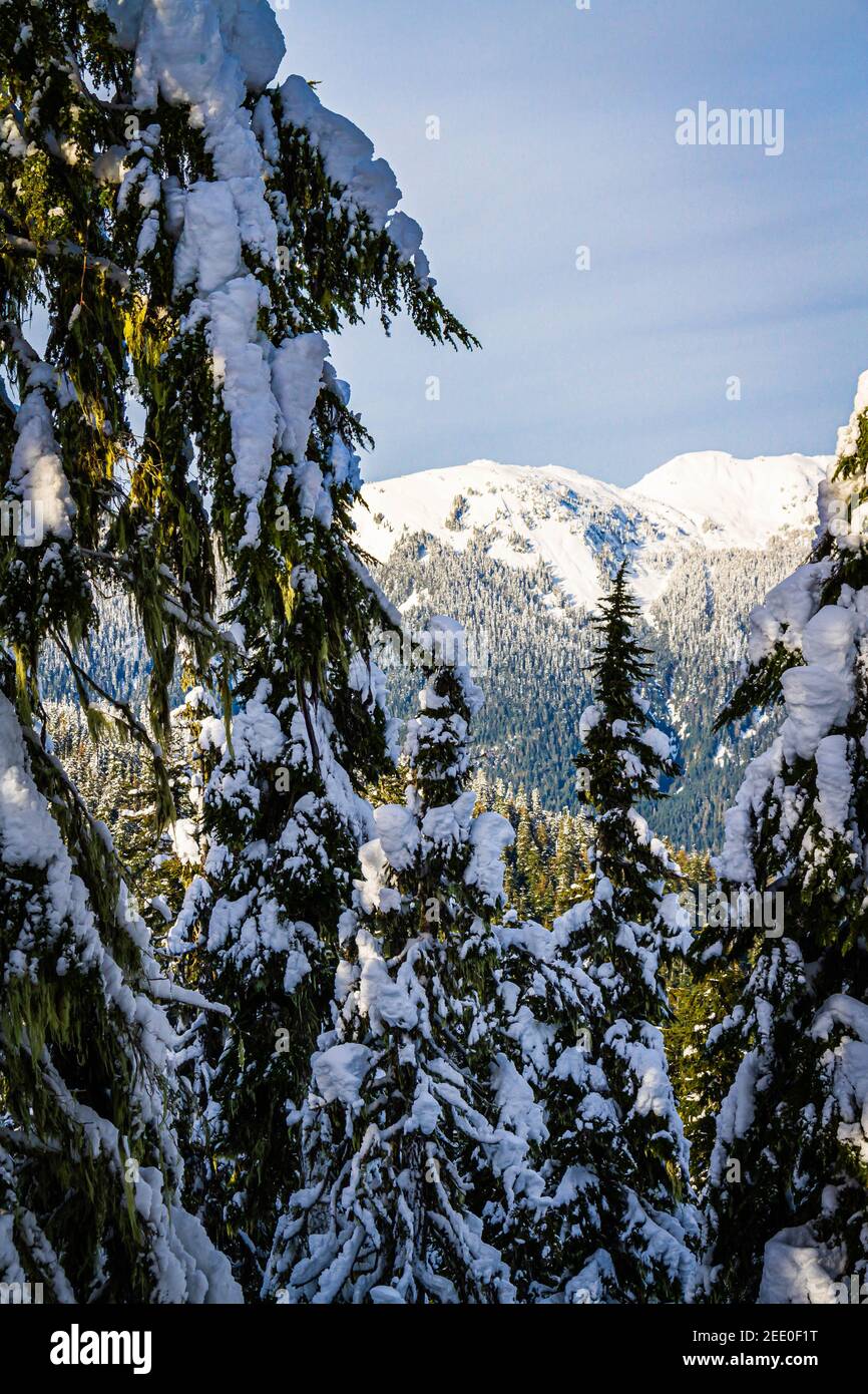 Pine trees covered in a heavy snow in a winter wonderland Stock Photo ...