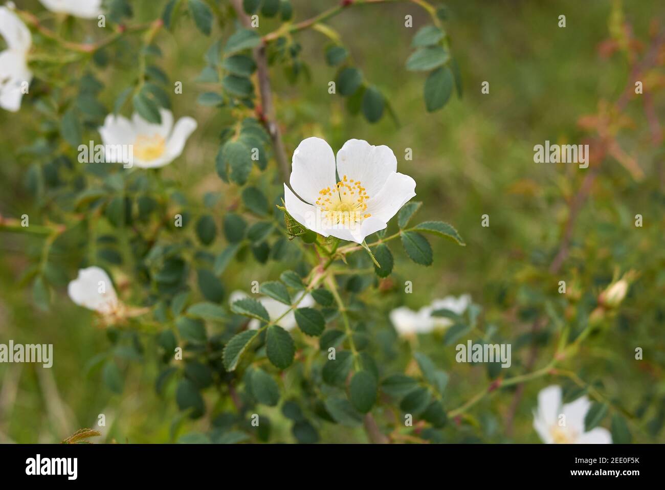 Rosa agrestis shrub with white flowers Stock Photo