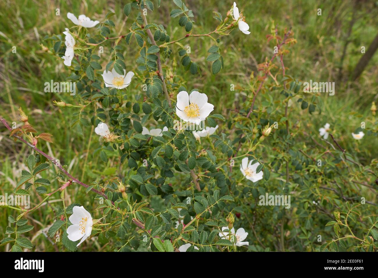 Rosa agrestis shrub with white flowers Stock Photo