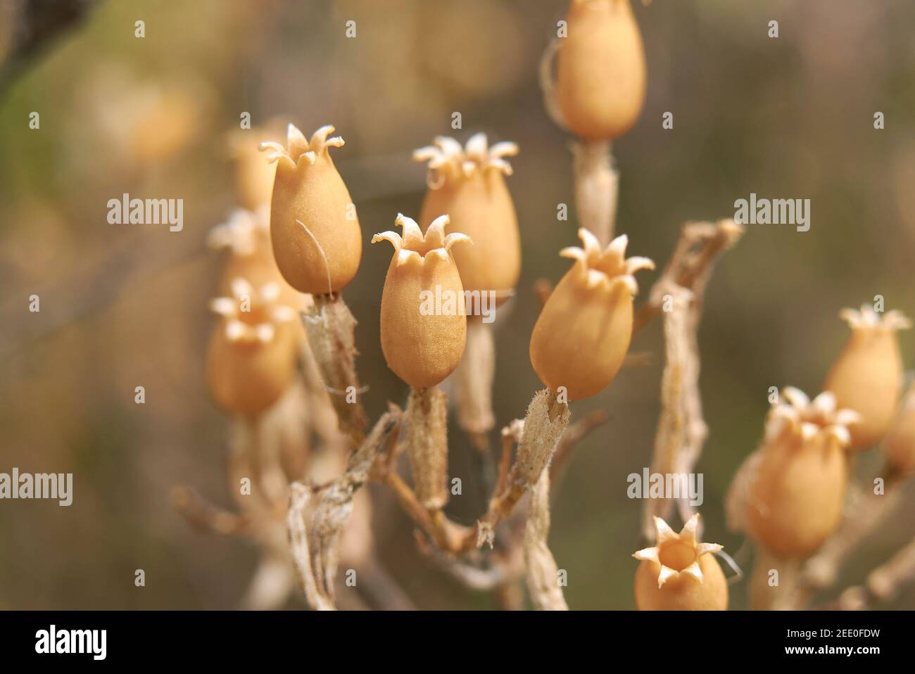Silene italica dry seed pods Stock Photo