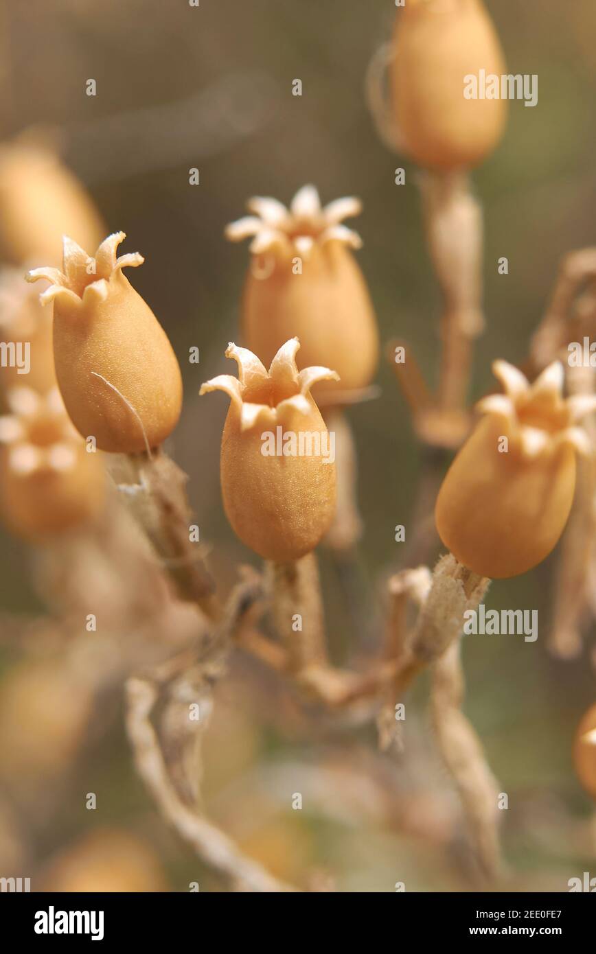 Silene italica dry seed pods Stock Photo