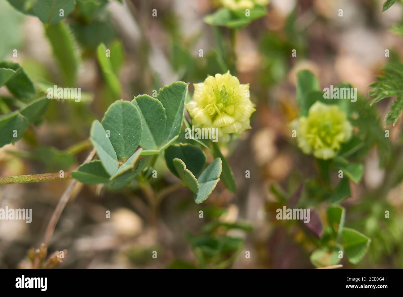 Trifolium campestre yellow inflorescence Stock Photo