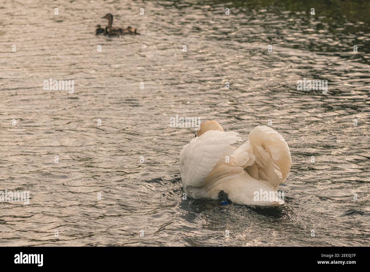 An angry male (cob) mute swan chases away a mallard family from his cygnets along as stretch of the Montgomery Canal near Welshpool, Mid Wales Stock Photo