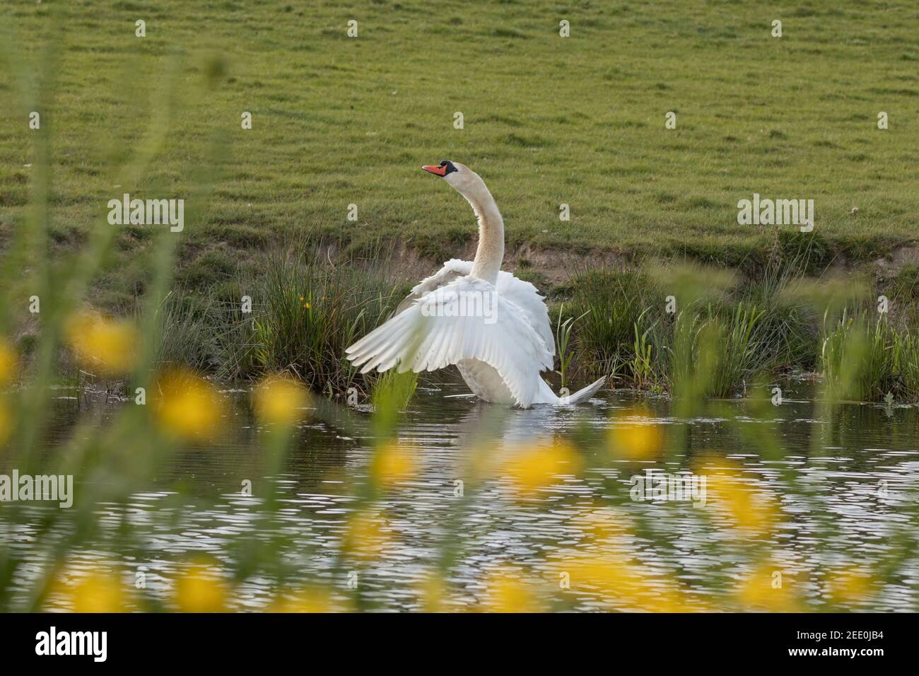 Male mute swan (cygnus olor) performs a swan dance during the spring months along the Montgomery Canal just outside of Welshpool, Powys, Mid Wales. Stock Photo
