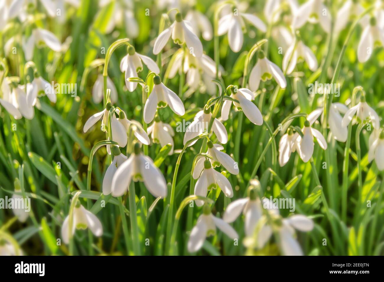Snowdrop flowers (Galanthus nivalis) in the grass at the beginning of spring Stock Photo