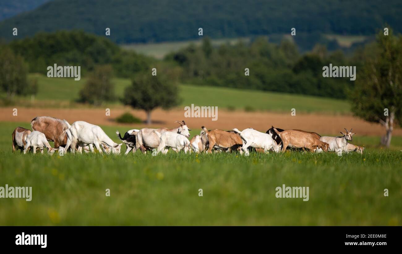 Bunch of domestic goats grazing on meadow with forested hills in background. Stock Photo