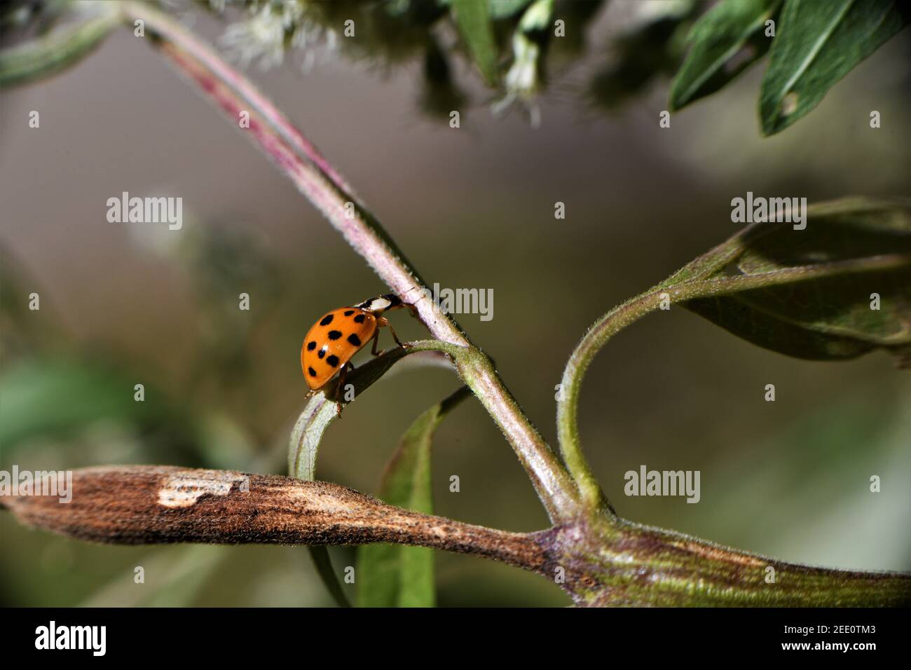 Black spotted orange ladybug. Stock Photo