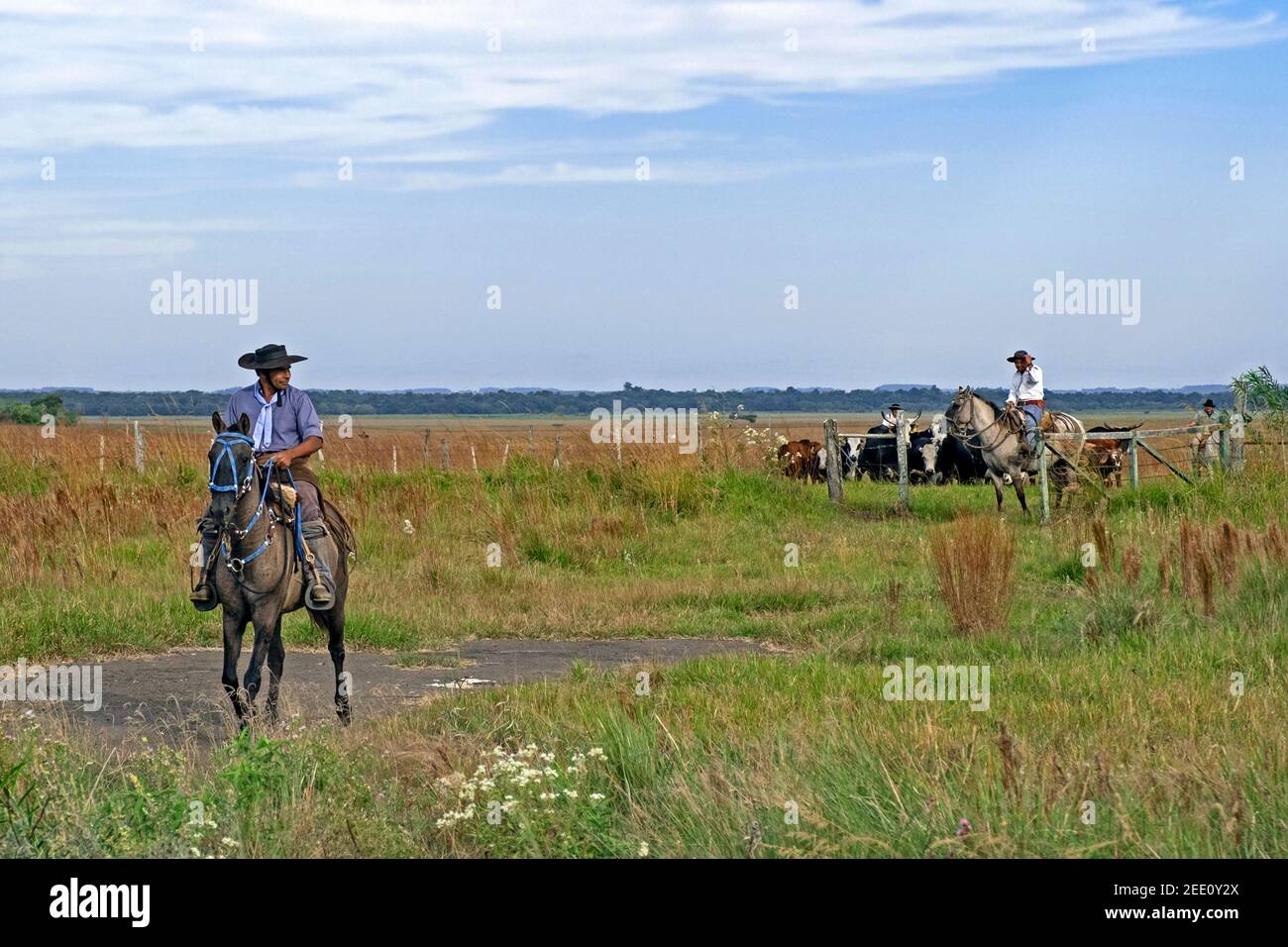 Traditional Argentine gauchos on horseback, herding cows in the Misiones Province, Argentina Stock Photo