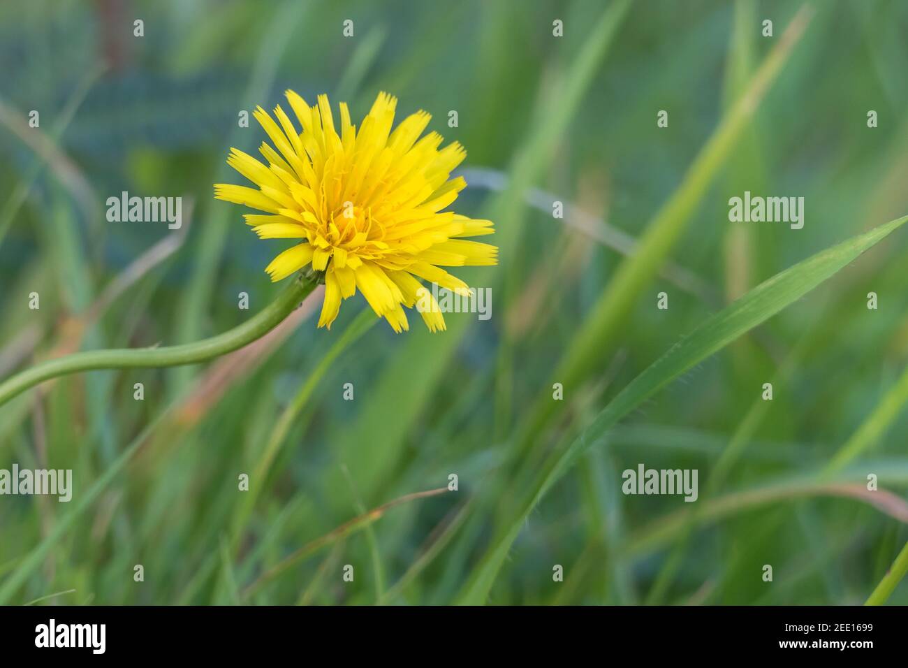 Are Dandelions Weeds Harmful To Dogs