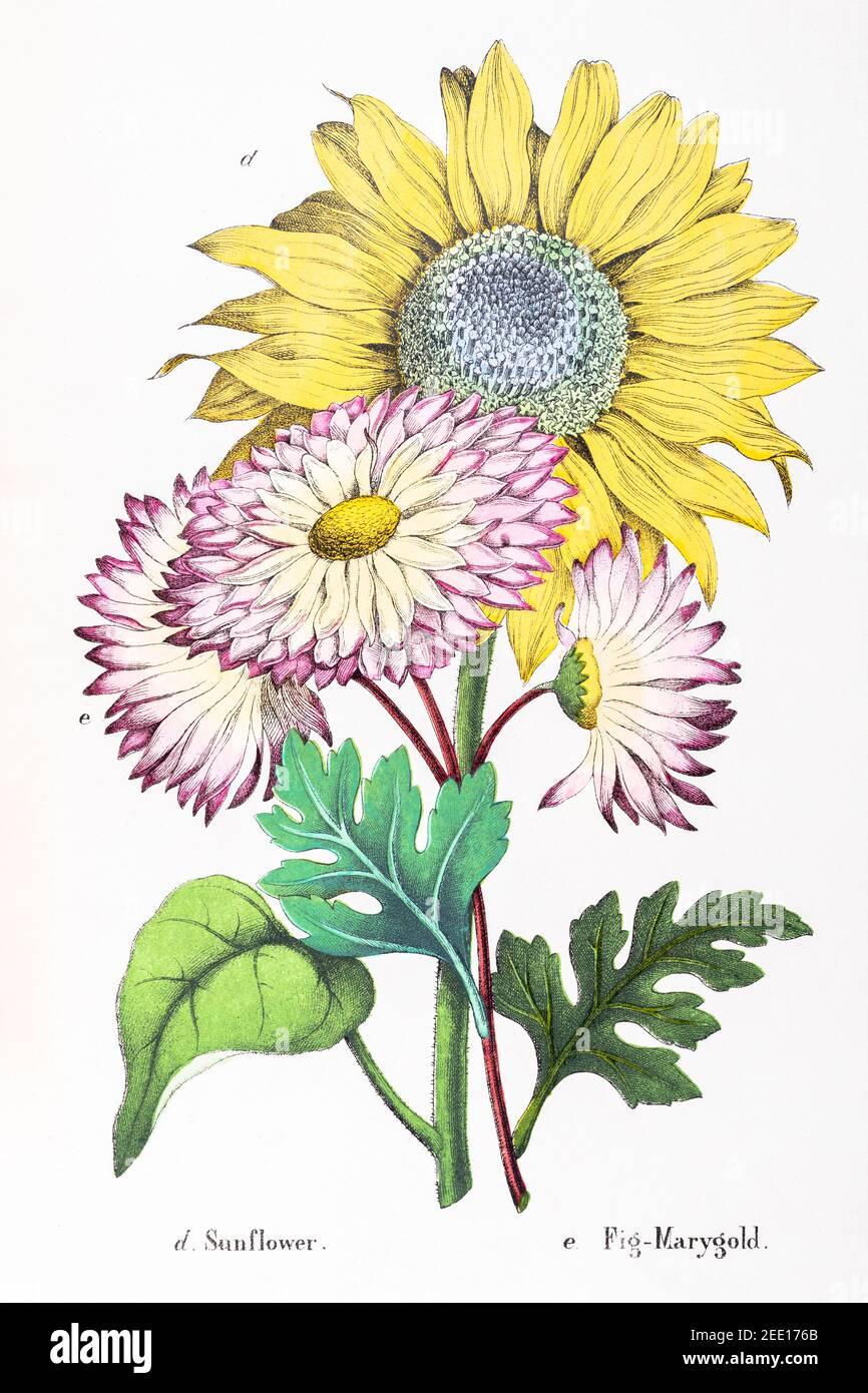 Digitally restored 19th century Victorian botanical illustration of Sunflower / Helianthus annuus & Fig-Marigold / Lampranthus spectabilis. See notes. Stock Photo