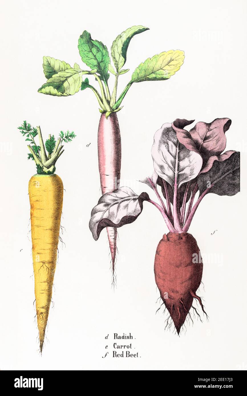 Digitally restored 19th century Victorian botanical illustration of Carrot / Daucus, Radish / Raphanus sativus and Red Beet / Beetroot. See notes Stock Photo