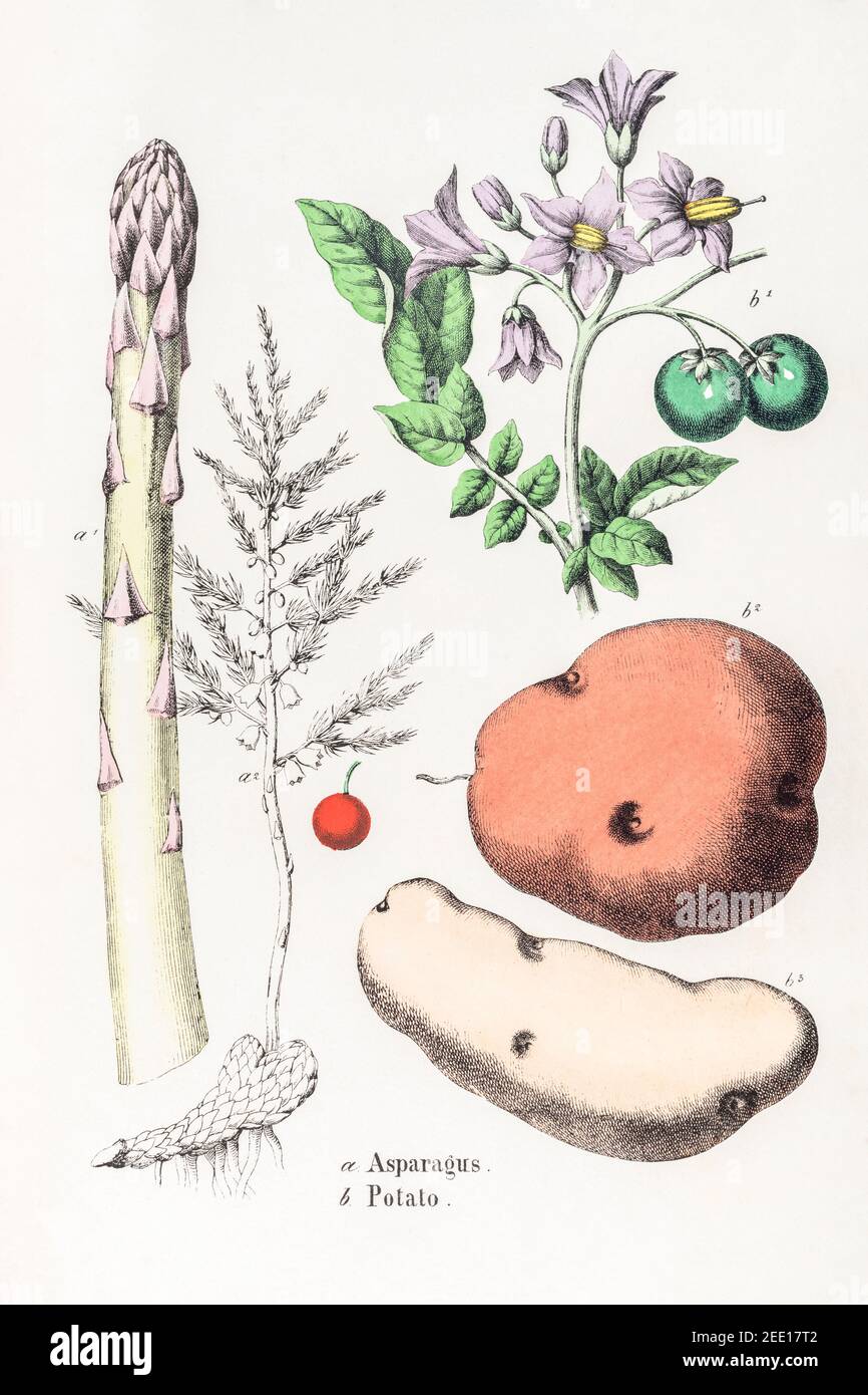 Digitally restored 19th century Victorian botanical illustration of Asparagus / Asparagus officinalis and Potato / Solanum tuberosum. See notes. Stock Photo