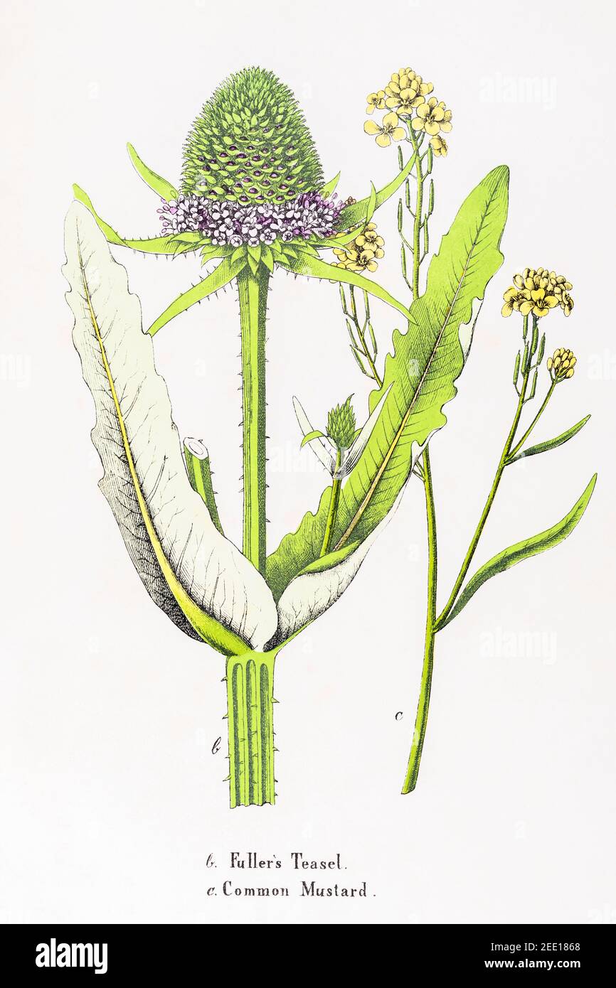 Digitally restored 19th century Victorian botanical illustration of Fuller's Teasel / Dipsacus fullonum & Common Mustard / Sinapis alba. See notes. Stock Photo