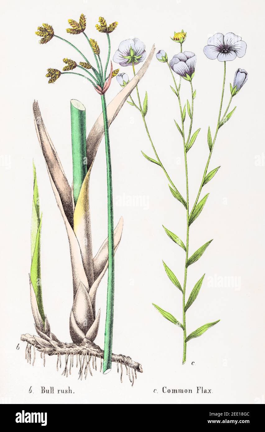 Digitally restored 19th c. Victorian botanical illustration of Bulrush / ? Scirpus or Schoenoplectus & Common Flax / Linum usitatissimum. See note Stock Photo