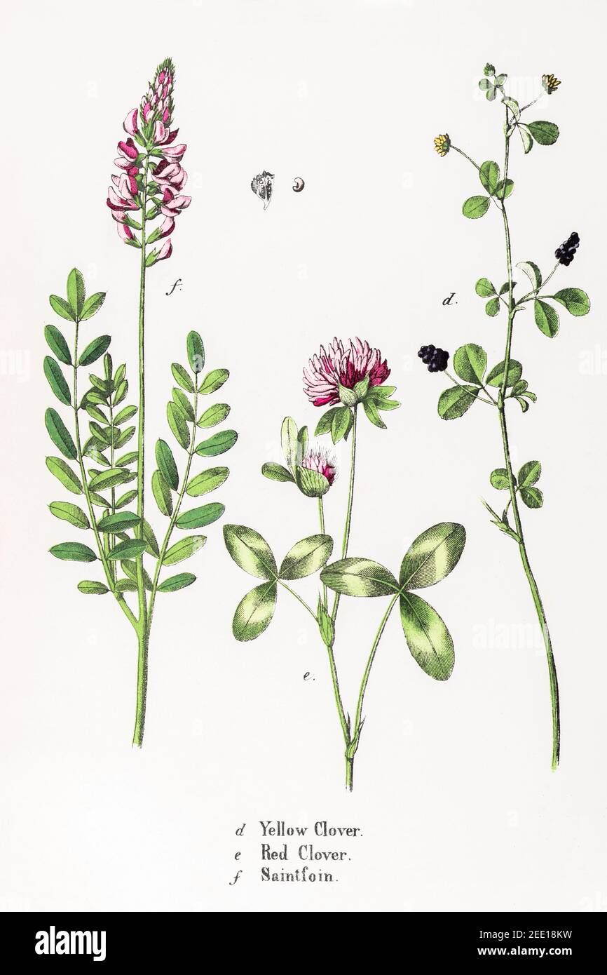 Digitally restored 19th century Victorian botanical illustration of Red and Yellow Clover, & Sainfoin / Onobrychis viciifolia. See notes. Stock Photo