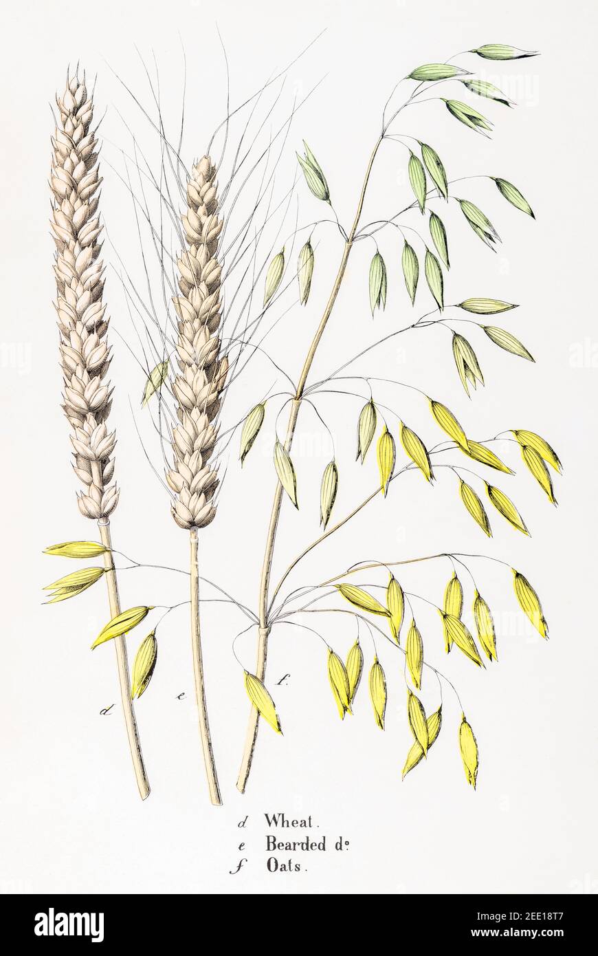 Digitally restored 19th century Victorian botanical illustration of Wheat, Bearded Wheat and Oats cereals. See notes for source and process info. Stock Photo