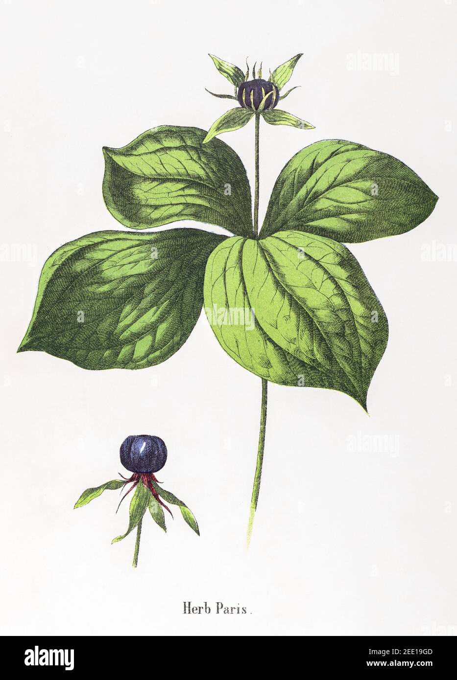 Digitally restored 19th century Victorian botanical illustration of Herb Paris / Paris quadrifolia. See notes for source and process info. Stock Photo